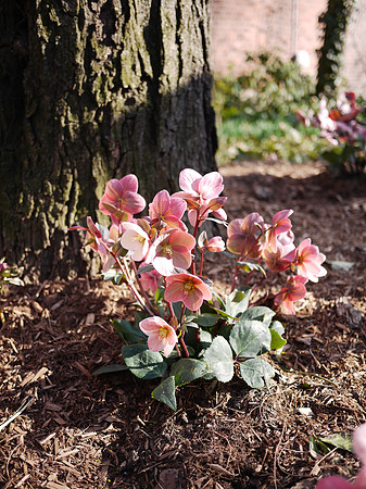Hellebore, outside the Central Park Zoo