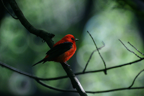 Scarlet Tanager