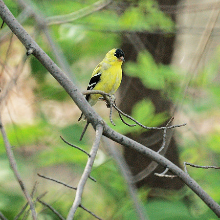 American Goldfinch, Central Park
