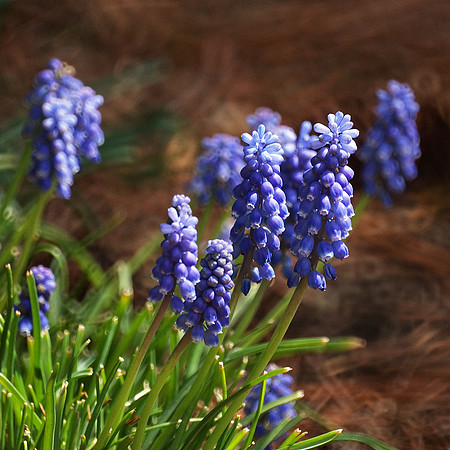 Grape Hyacinth