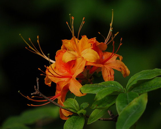 Azaleas, Central Park