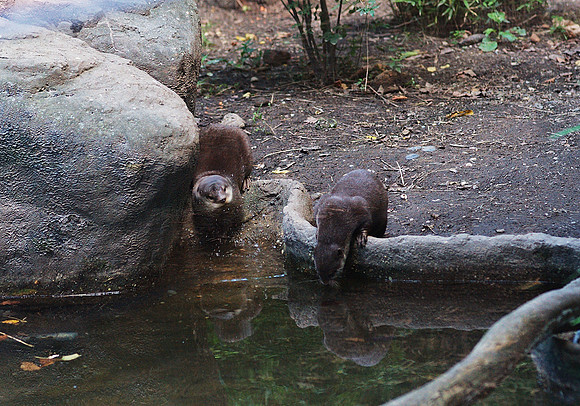 River Otters