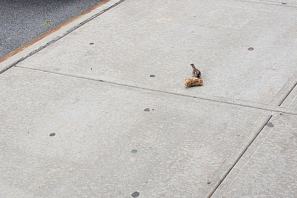 Sparrow and bagel