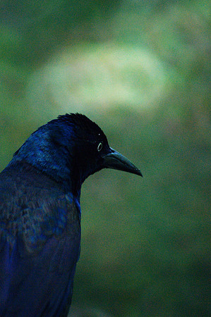Ikon of St. Grackle