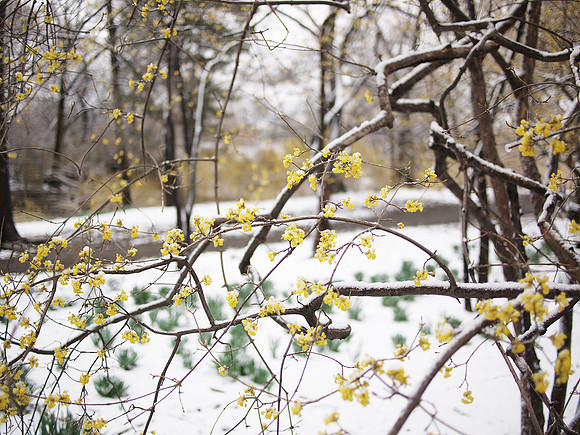 Dogwood blossoms in snow, Central Park