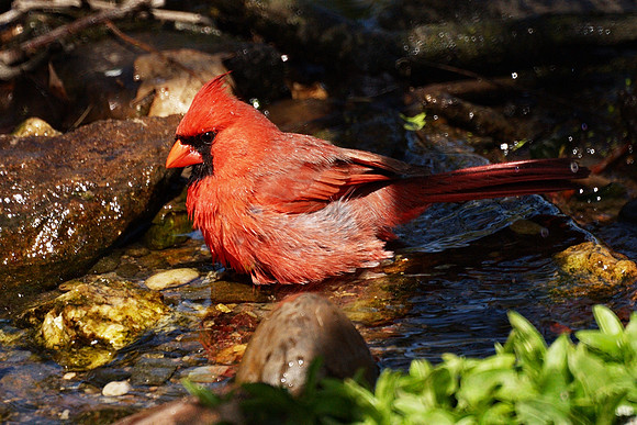 Cardinal bathing, NY Botanical Garden