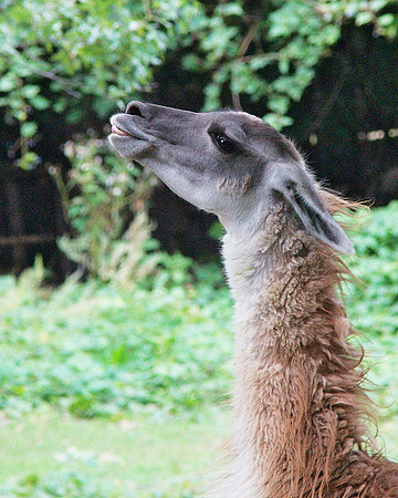 Alpaca, Bronx Zoo