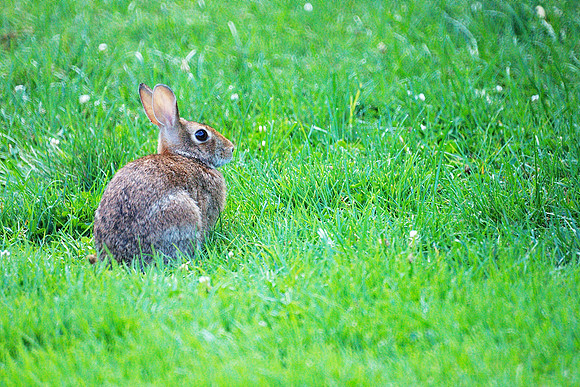 Rabbit, Brooklyn Botanic Garden