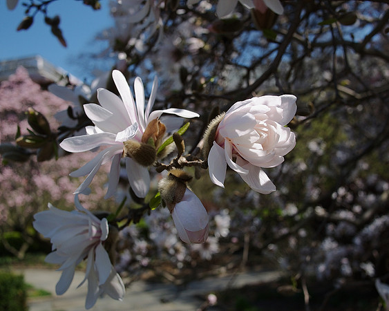 Magnolia blossoms