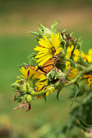 Monarch butterfly, Brooklyn Botanic Garden
