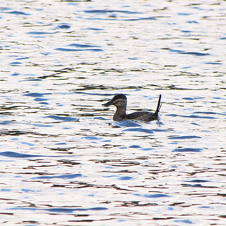 Gadwall, Turtle Pond