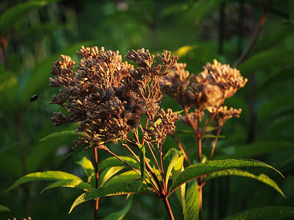 Dusk, Turtle Pond