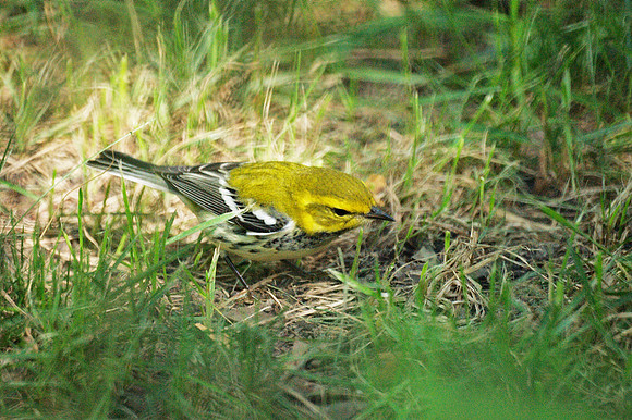 Black-Throated Green Warbler, Central Park