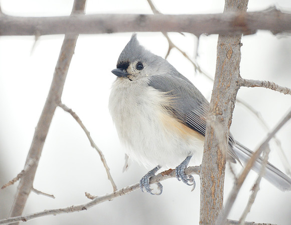 Tufted Titmouse, Central Park