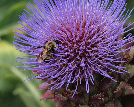 mining the thistle