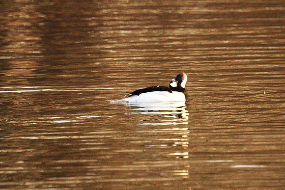 Bufflehead, Turtle Pond