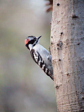 Downy Woodpecker, Central Park