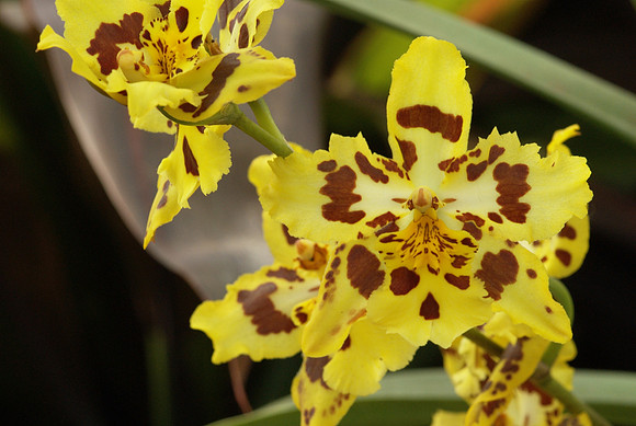 Odontoglossum