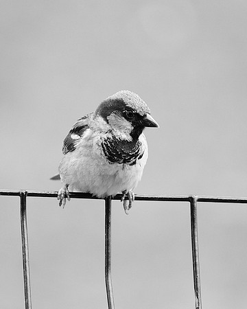 House Sparrow, Central Park