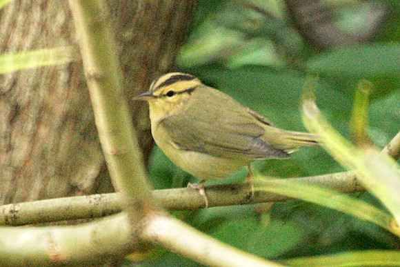 Worm-Eating Warbler, Central Park