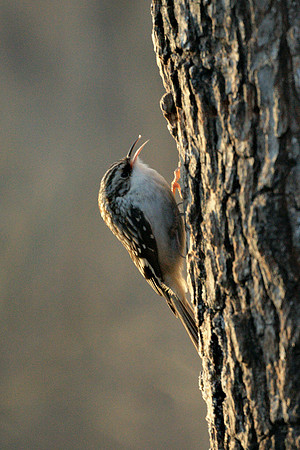 Brown Creeper, Central Park