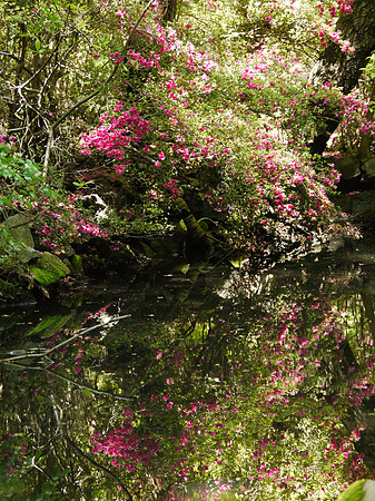 Azalea Pond, Central Park