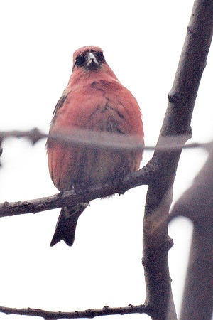White-Winged Crossbill, Central Park