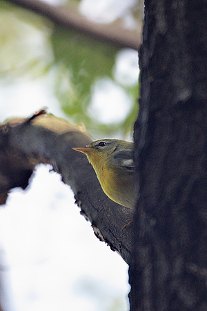 Northern Parula, Central Park
