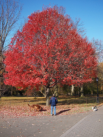 interested in leaves