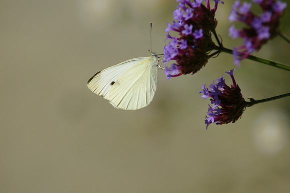 Cabbage Butterfly