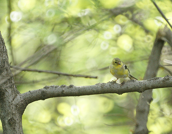 American Goldfinch, Central Park