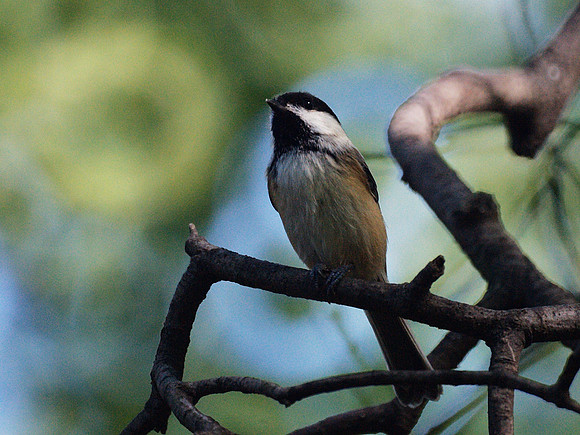 Black-Capped Chickadee, Central Park