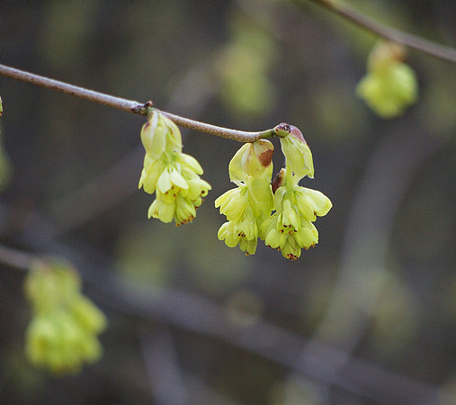 Witch Hazel