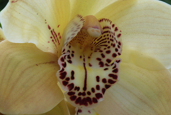Cymbidium Featherhill Fanfare