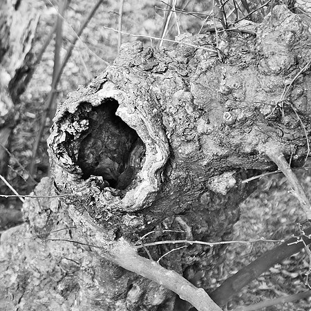Tree Hollow #1