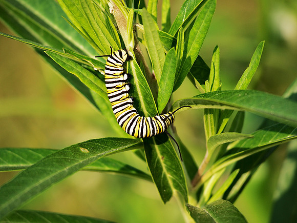 Monarch Caterpillar, Brooklyn Botanic Garden