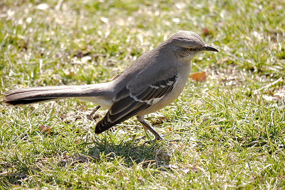Mockingbird, Central Park