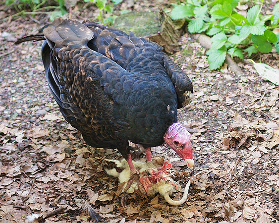 Turkey Vulture having lunch, Queens Zoo