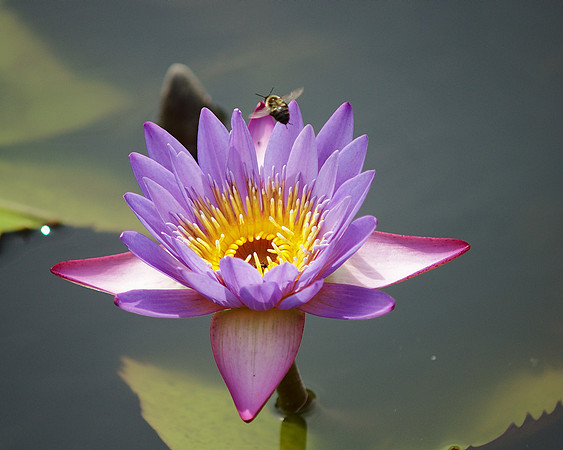 Bee and Water Lily, Brooklyn Botanic Garden