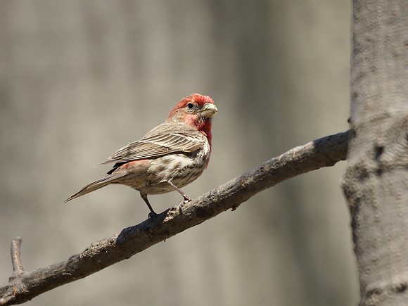 House Finch, Central Park