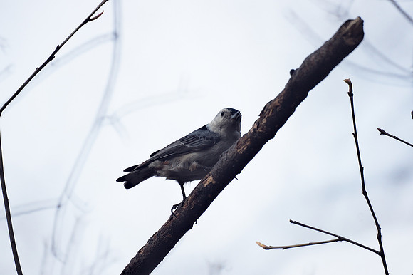 White-Breasted Nuthatch, Central Park