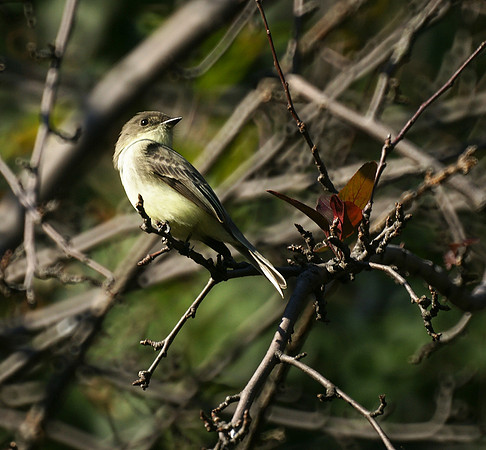 Eastern Phoebe, Central Park
