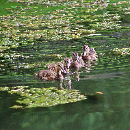 Duck Youth Gang