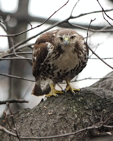 Red-Tailed Hawk, Theodore Roosevelt Park