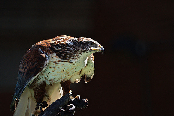 Ferruginous Hawk