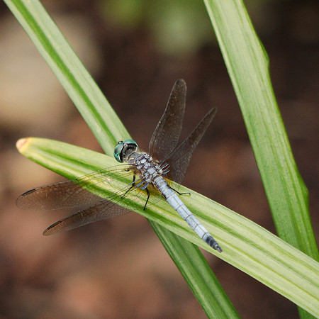 Blue Dasher Dragonfly, Theodore Roosevelt Park