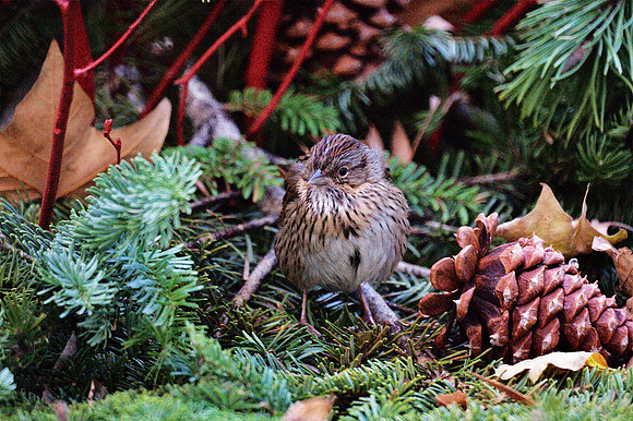 Lincoln's Sparrow, Bryant Park