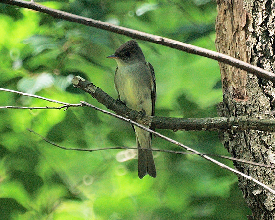 Eastern Wood Pewee, Central Park