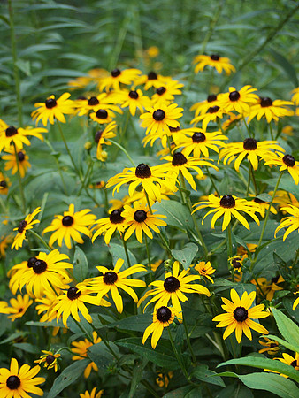 Black-Eyed Susans, Central Park
