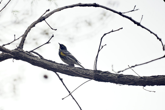 Yellow-Rumped Warbler, Central Park